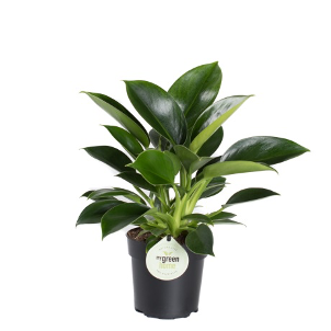 Philodendron Green Princess