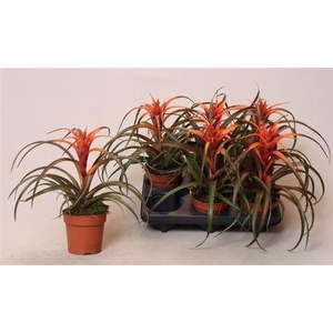 ** Till Ca Hermosa ** Winter Promo **