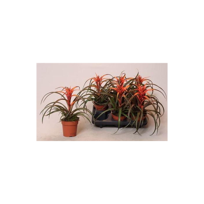 <h4>** Till Ca Hermosa ** Winter Promo **</h4>