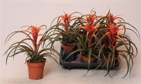 ** Till Ca Hermosa ** Winter Promo **