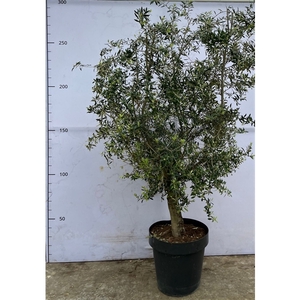 Olea Europaea in decopot - 270cm