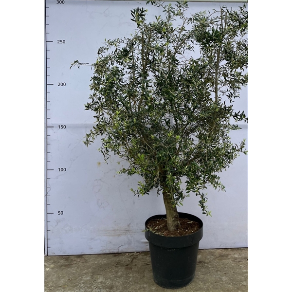 <h4>Olea Europaea in decopot - 270cm</h4>