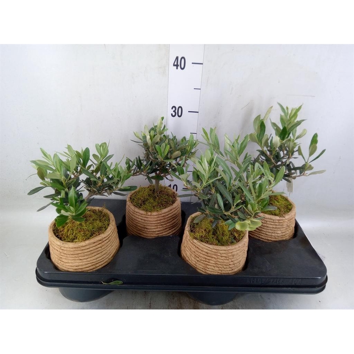 <h4>Arr.   Kamerplant Groen L%</h4>