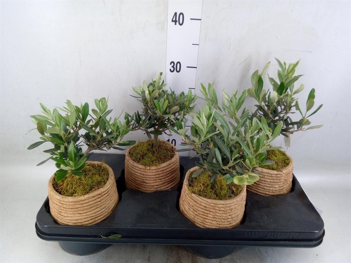 <h4>Arr.   Kamerplant Groen L%</h4>