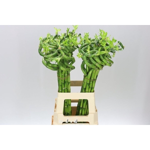 Lucky Bamboo Twisted