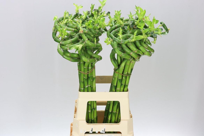 <h4>Lucky Bamboo Twisted</h4>