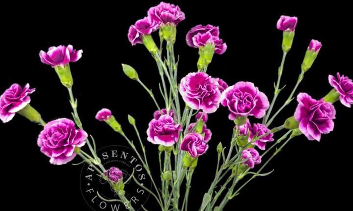 <h4>Di Tr Juliana</h4>