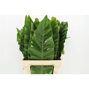 Asplenium Nidus