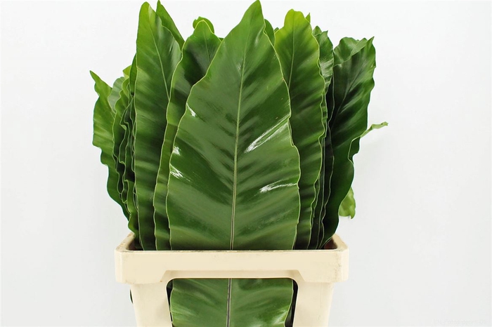 <h4>Asplenium Nidus</h4>