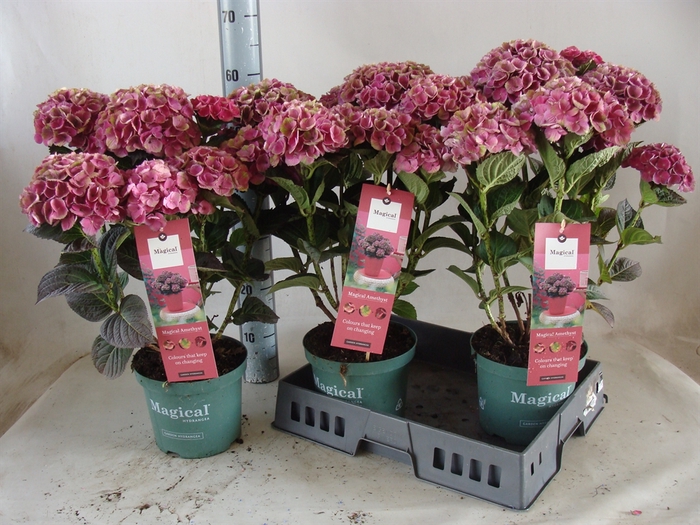 <h4>Hydrangea mac. 'Magical Amethyst'</h4>