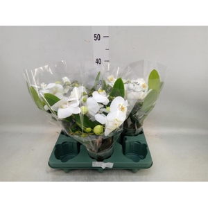Phalaenopsis  'Muse White'