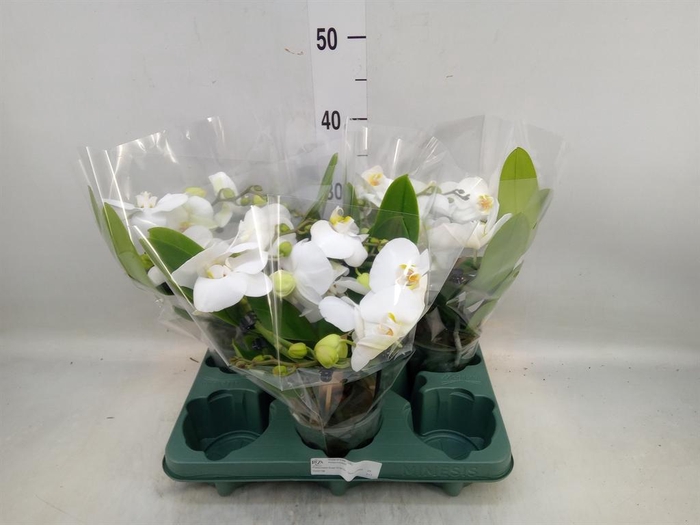 <h4>Phalaenopsis  'Muse White'</h4>