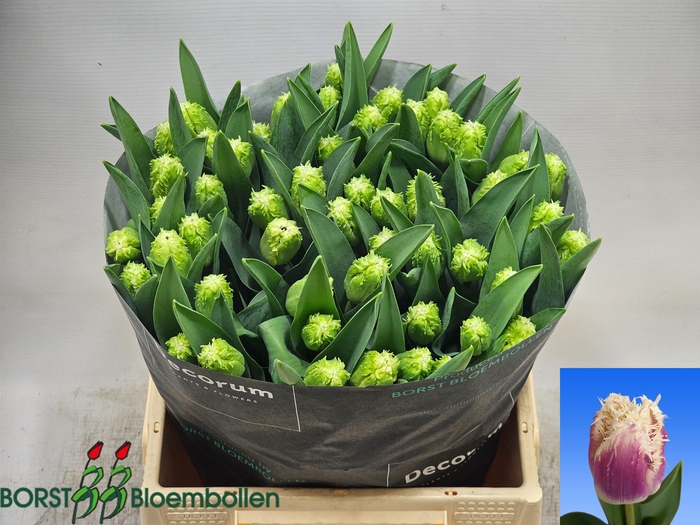 <h4>TU FR HAWAII</h4>