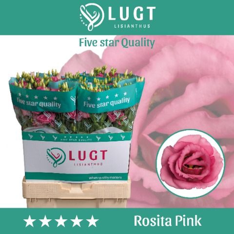 <h4>Lisianthus Rosita Rose Pink</h4>