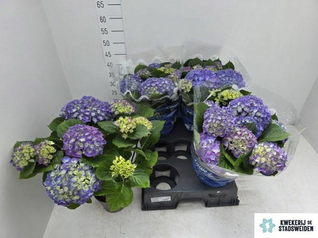 <h4>HYDR M BLAUER ZWERG</h4>