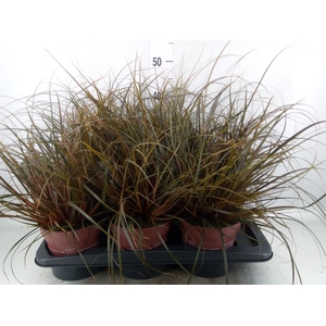 Uncinia rubra