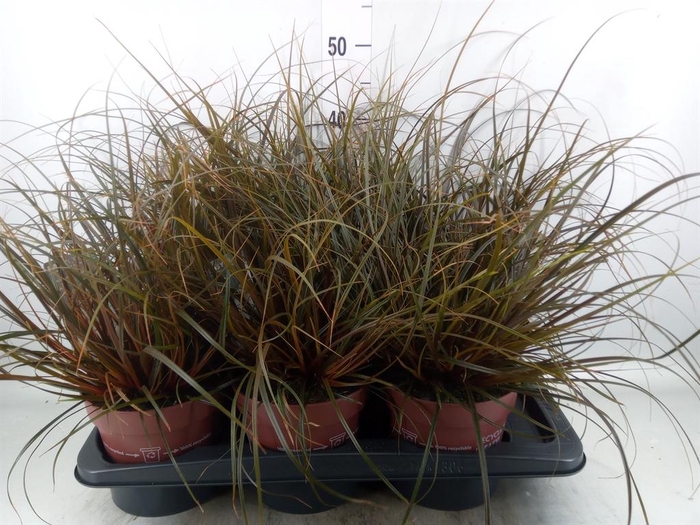 <h4>Uncinia rubra</h4>