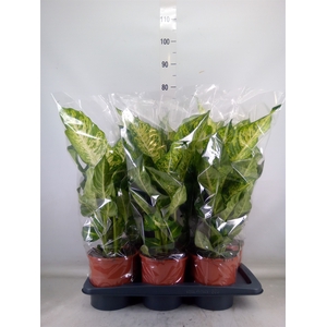 Dieffenbachia  'Mars'