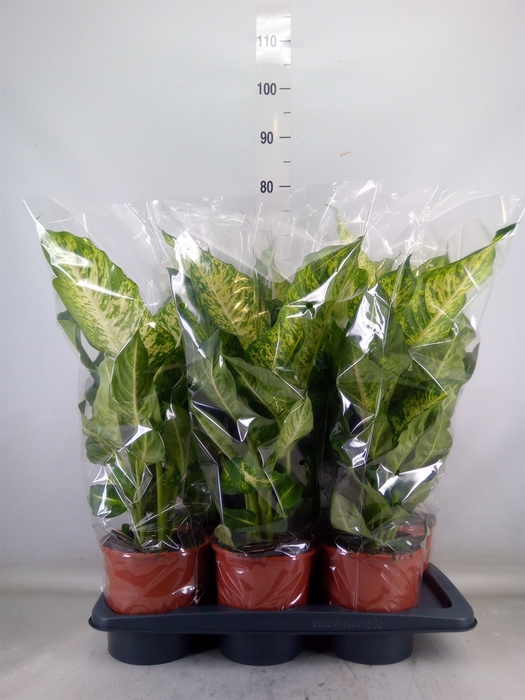 <h4>Dieffenbachia  'Mars'</h4>