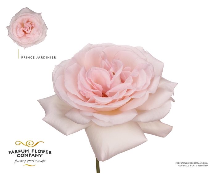 Rosa Meilland Prince Jardinier