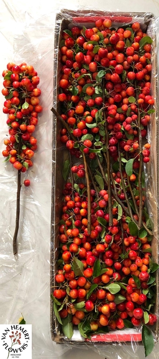 <h4>MALUS RED SENTINEL</h4>