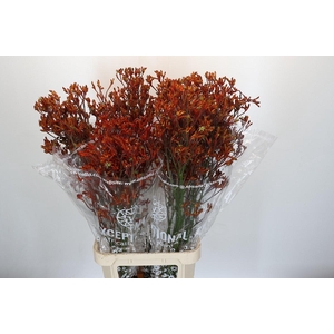 Anigozanthos Skippy Morning Sun