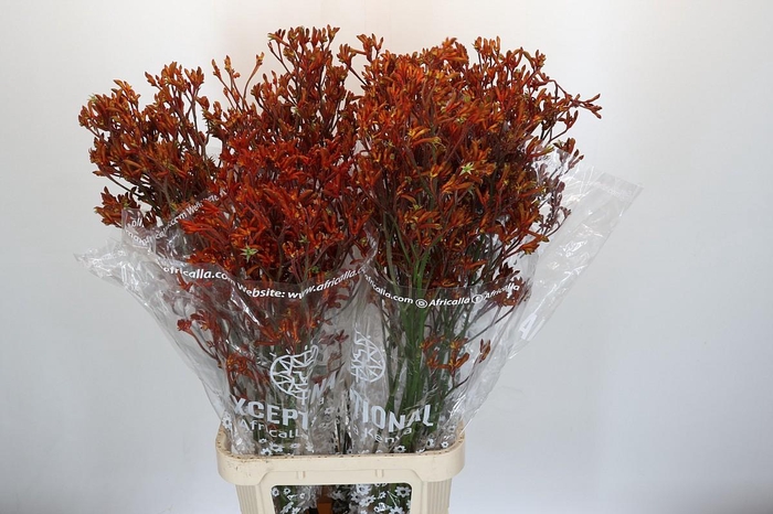 <h4>Anigozanthos Skippy Morning Sun</h4>