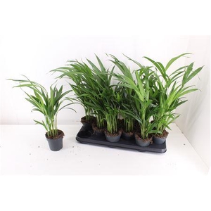 Dypsis Lutescens 10pp