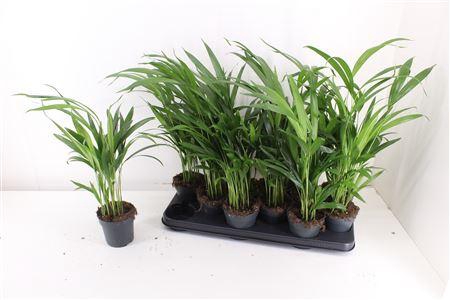<h4>Dypsis Lutescens 10pp</h4>