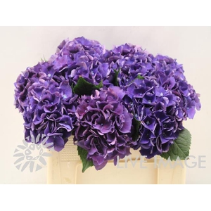 Hydrangea royal king