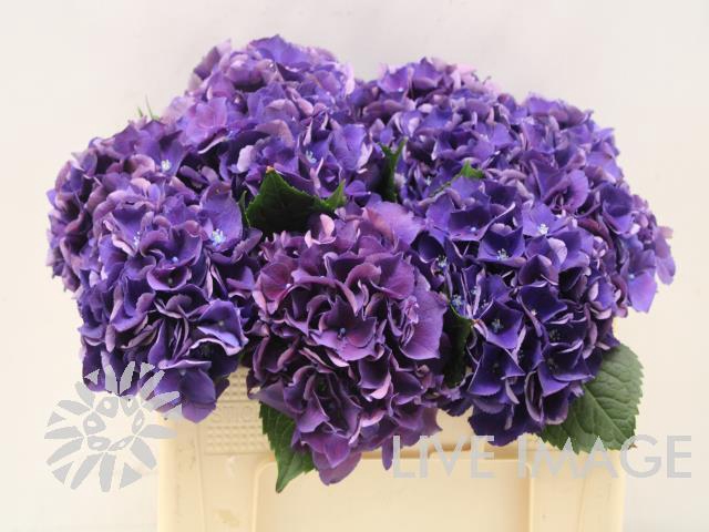 <h4>Hydrangea royal king</h4>