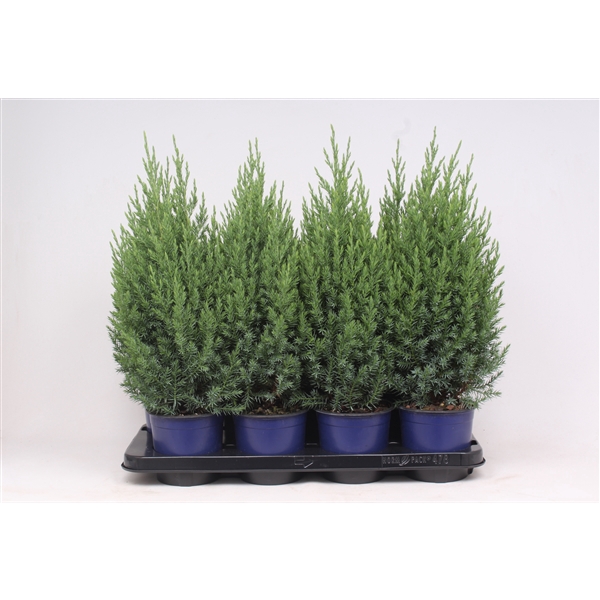 <h4>Juniperus chinensis 'Stricta'</h4>