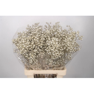 ROSA KLB PLATINA H%*