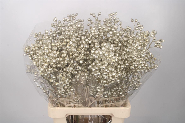 <h4>ROSA KLB PLATINA H%*</h4>