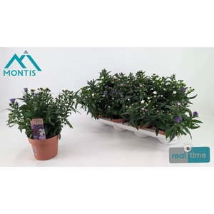 ASTER SHOWM GEM