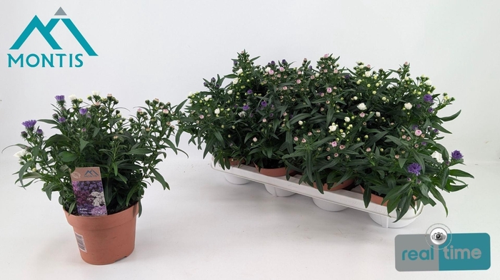 <h4>ASTER SHOWM GEM</h4>
