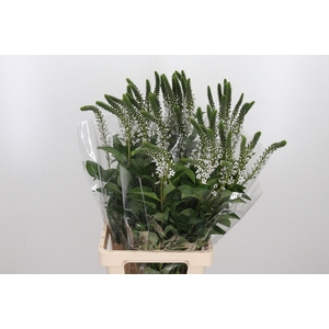 Lysimachia Clethroides