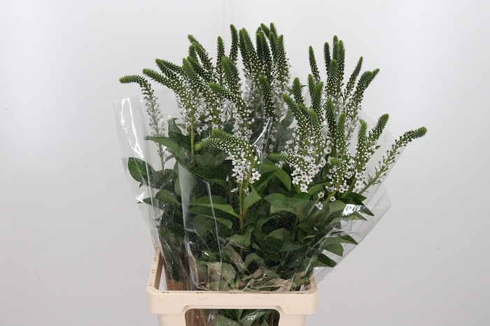 <h4>Lysimachia Clethroides</h4>