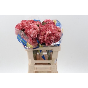 Hydr Old Pink Tinted Sel