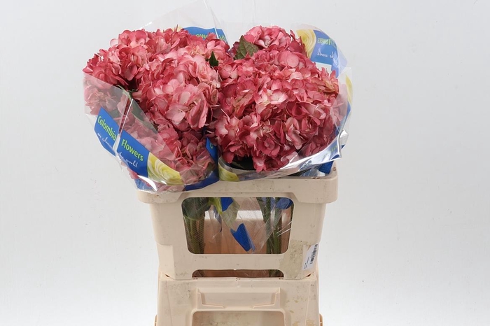 <h4>Hydr Old Pink Tinted Sel</h4>