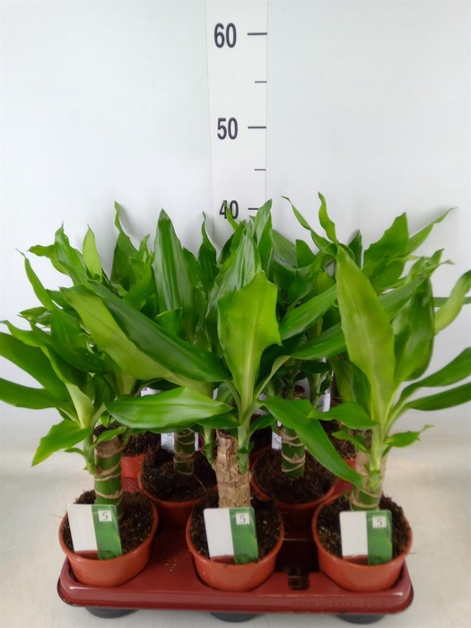 <h4>Dracaena frag. 'Steudneri'</h4>