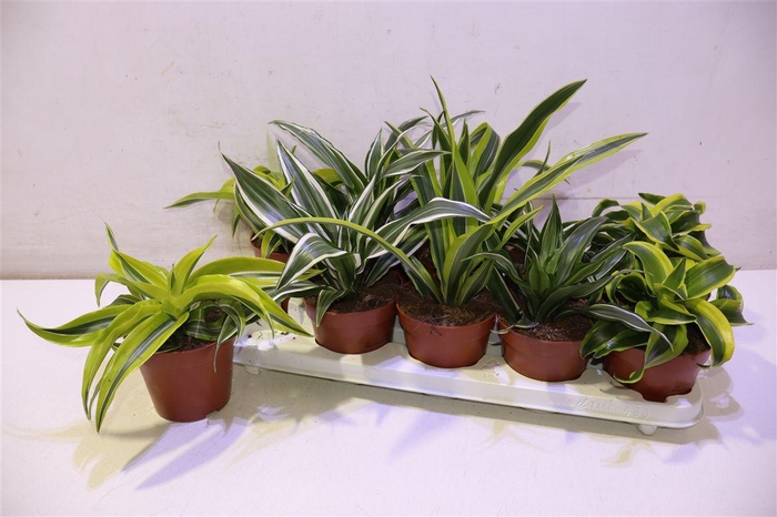 <h4>arr8 Dra Gem</h4>