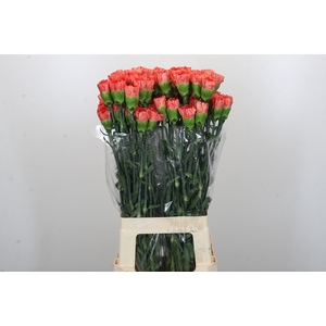 Dianthus St Arno