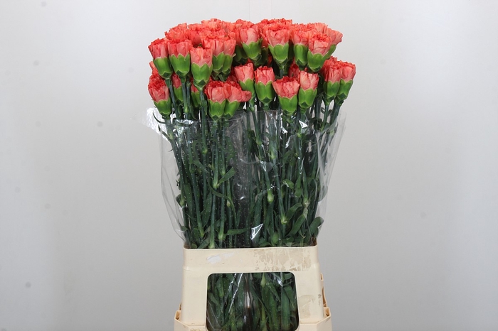 <h4>Dianthus St Arno</h4>