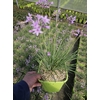 Tulbaghia violacea
