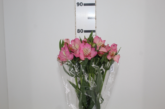 <h4>ALSTROEMERIA TOURMALINE 080 CM ROSA</h4>