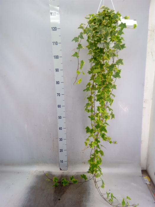 <h4>Hedera helix 'Goldchild'</h4>