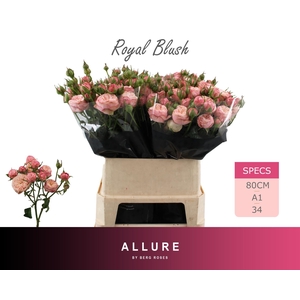 R TR ROYAL BLUSH