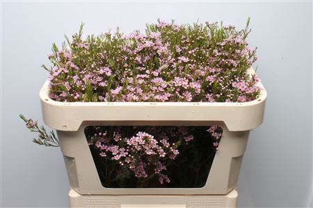 <h4>Chamelauc Wendy</h4>