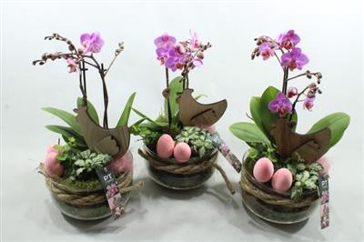 <h4>6156 PURPLE BOSE PHAL</h4>